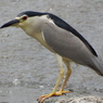 ×50(1200mm)