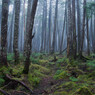Forest of Moss