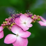 紫陽花の詩