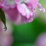 雨の日のおまけ