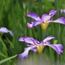 菖蒲 (6) 