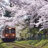 2014年　桜祭り4