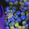 紫陽花季節　＃27