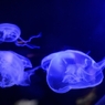 名古屋港水族館