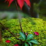 紅色小町