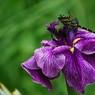 菖蒲と蜻蛉