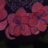 紫陽花季節　＃37