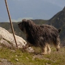 山の犬