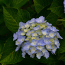 城北菖蒲園・・・１７　紫陽花