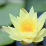 Lotus of the early summer !