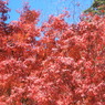 神峯山寺　紅葉