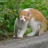 じゃまだよ！！