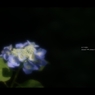 紫陽花6
