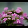 紫陽花7