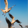 Seagull‎