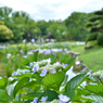 城北菖蒲園・・・２０　紫陽花