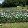花しょうぶ