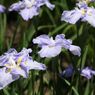 花しょうぶ