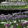 花しょうぶ