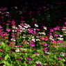花畑に光指す