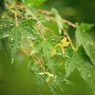 雨の恵み
