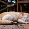 のらねこ８ - 考える猫