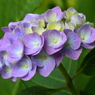 紫陽花