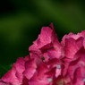 紫陽花
