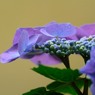 紫陽花
