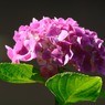 紫陽花