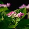 紫陽花