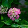 紫陽花