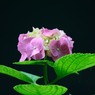 紫陽花