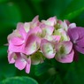 紫陽花
