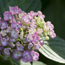紫陽花
