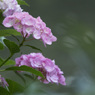 紫陽花