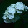 紫陽花