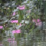 水映紫陽花