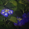 紫陽花季節　＃49