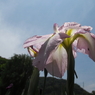 晴れ間に咲く