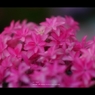 紫陽花10
