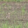 鳥のいる風景　ヒバリ