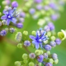 妖精たち（がくあじさいの花）
