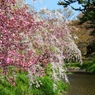 『弘前公園』１２
