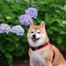 6月のお散歩