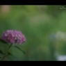 紫陽花14