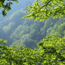 光も風も今はただ緑