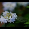 紫陽花16