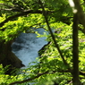 樹下の奔流