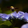 蜂と額紫陽花